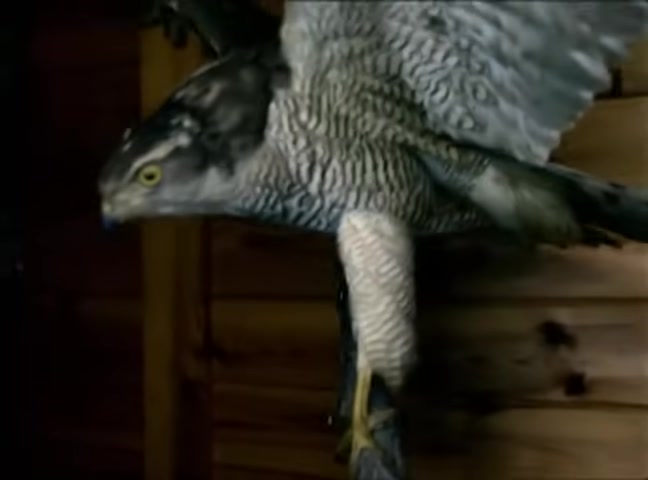 Video 27