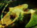 Video 40